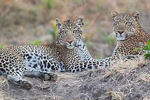 Zambia-South Luangwa National Park. Mother leopard with grown male cub. Art Print by Cindy Miller Hopkins